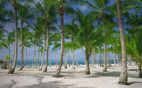 Palm